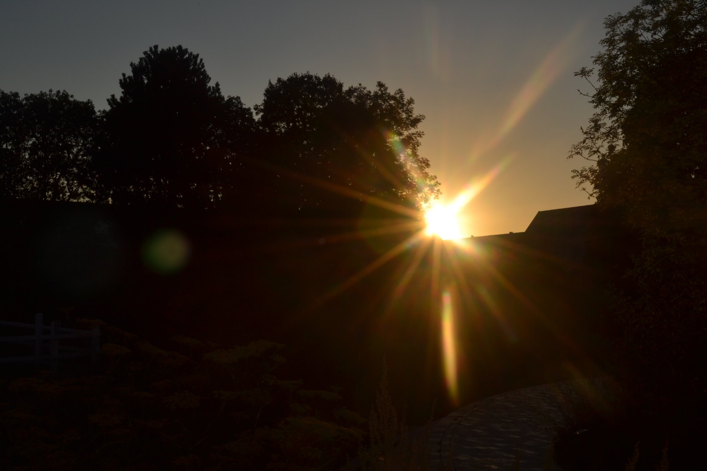 Sunset through trees