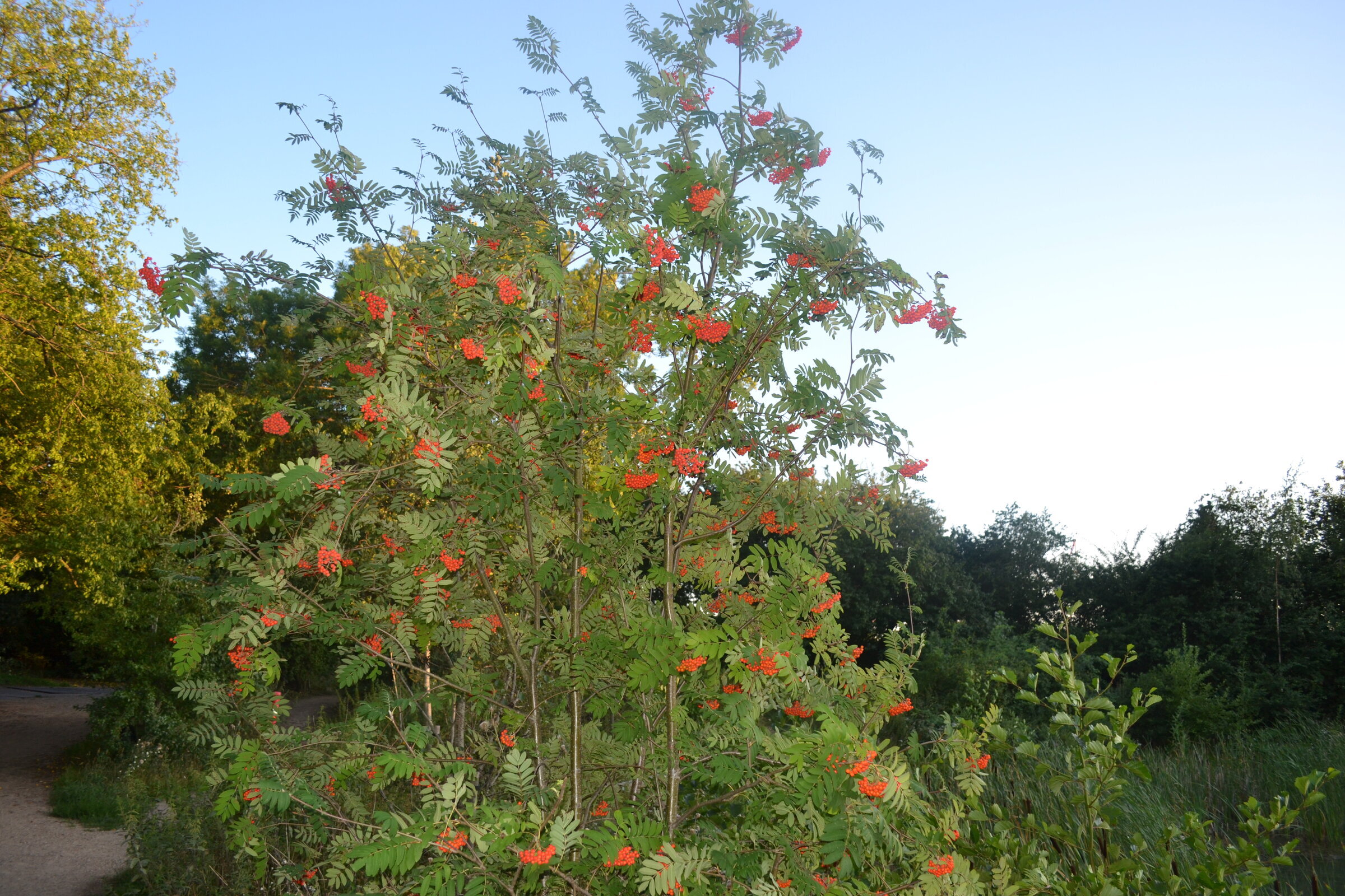 Rowan