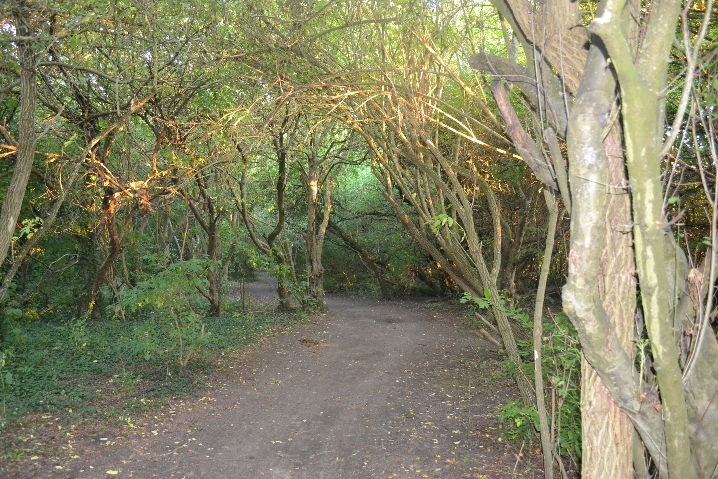 Path