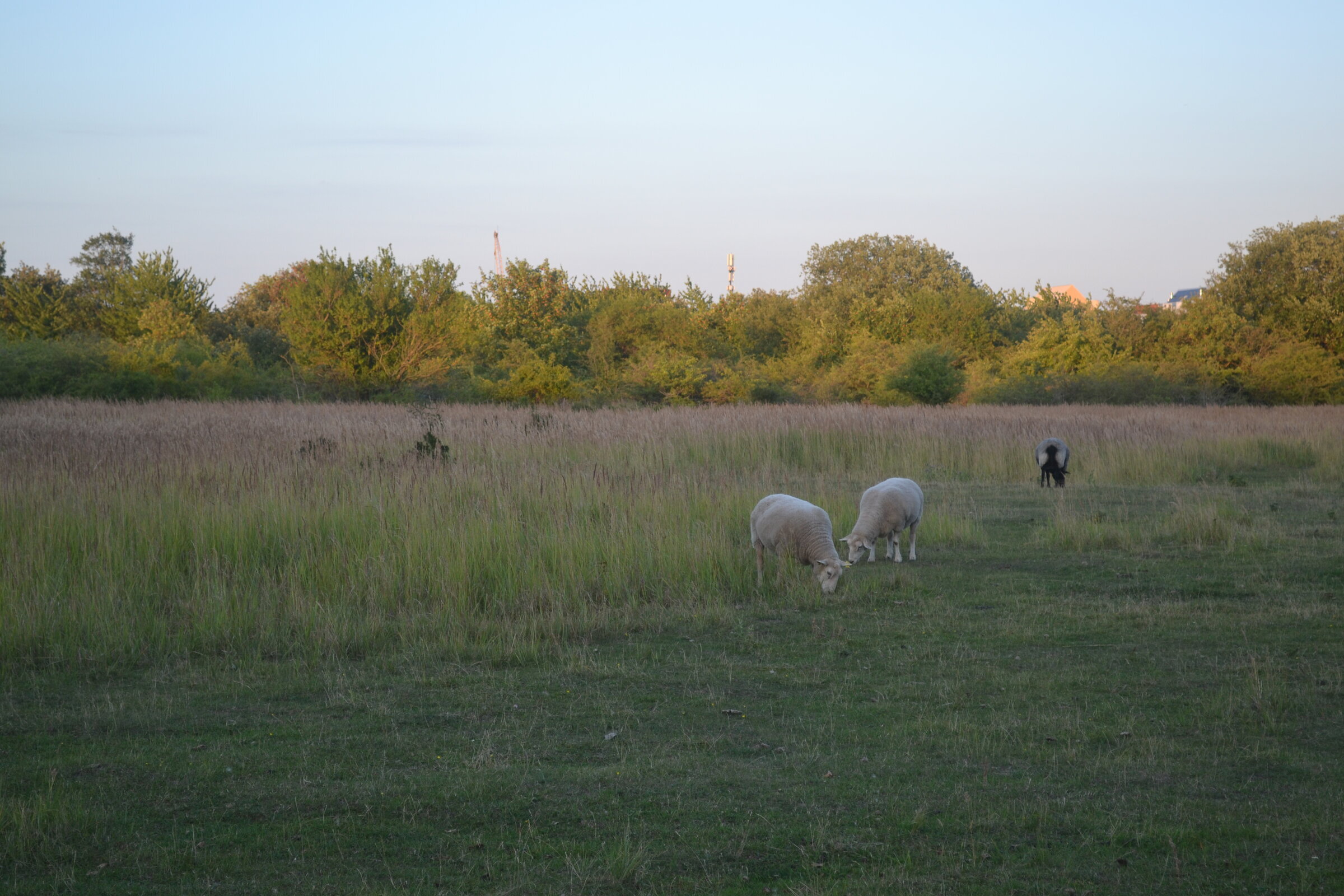 Sheep, Valbyparken