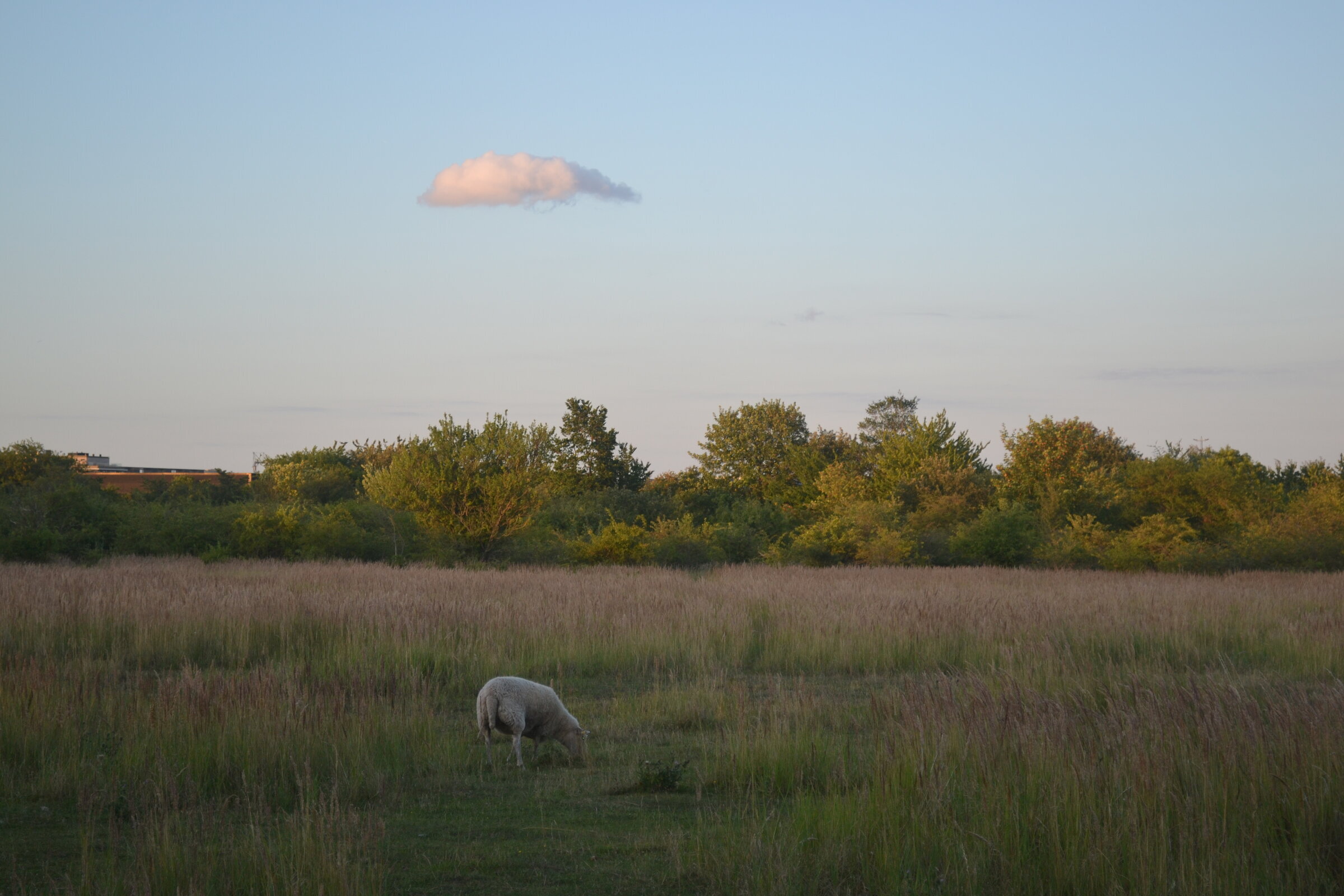 Sheep, Valbyparken