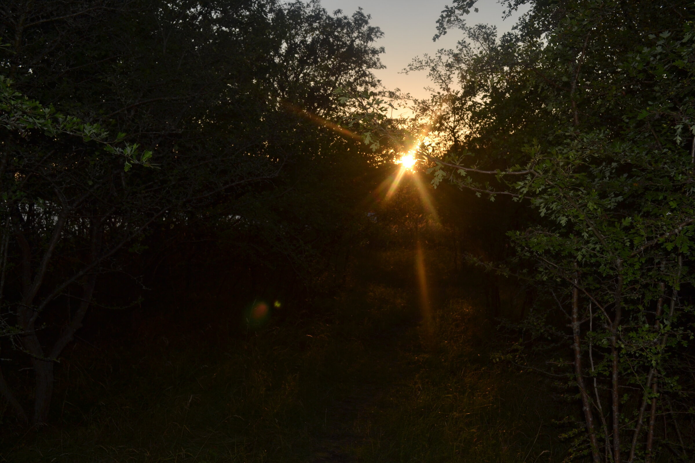 Sunset, Valbyparken
