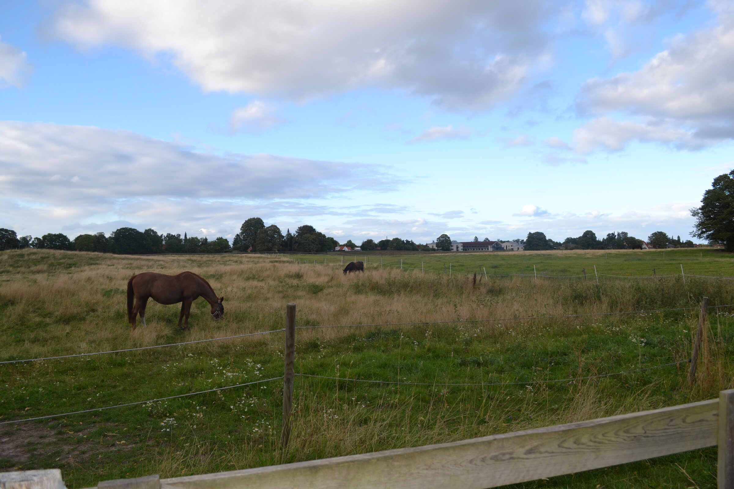 Horses