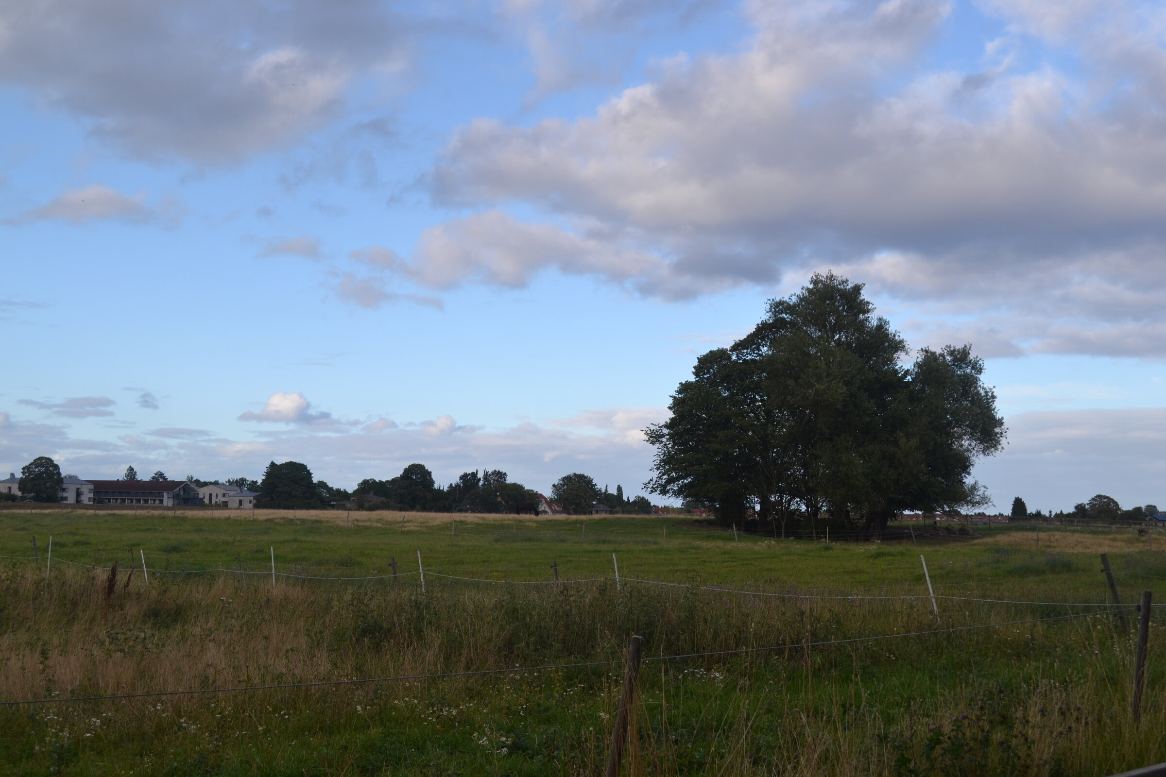 Oak in the field