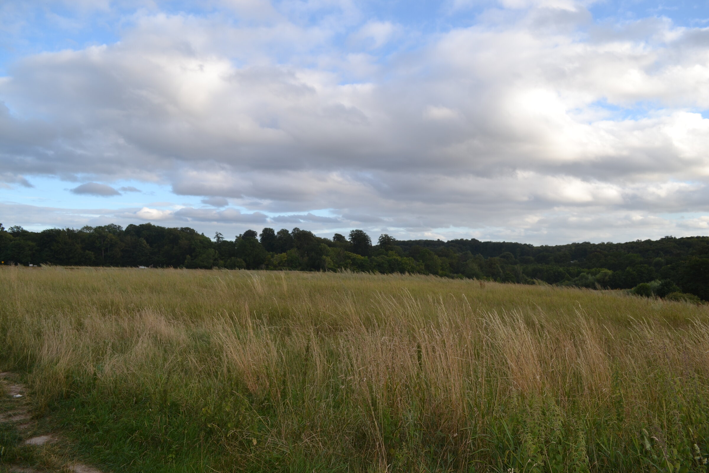 Grain field