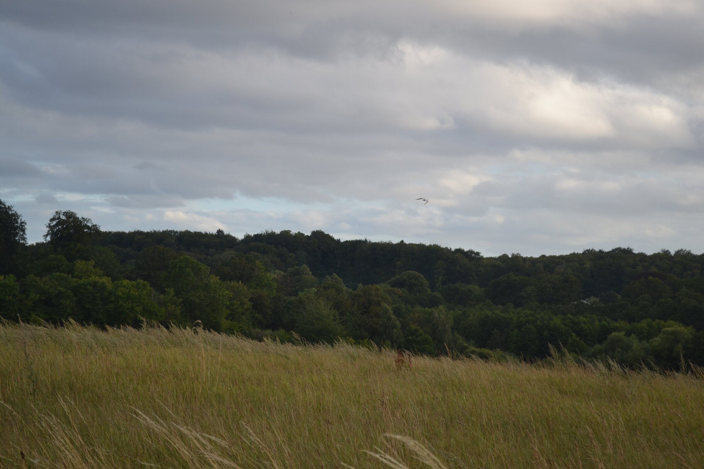 Field and wood