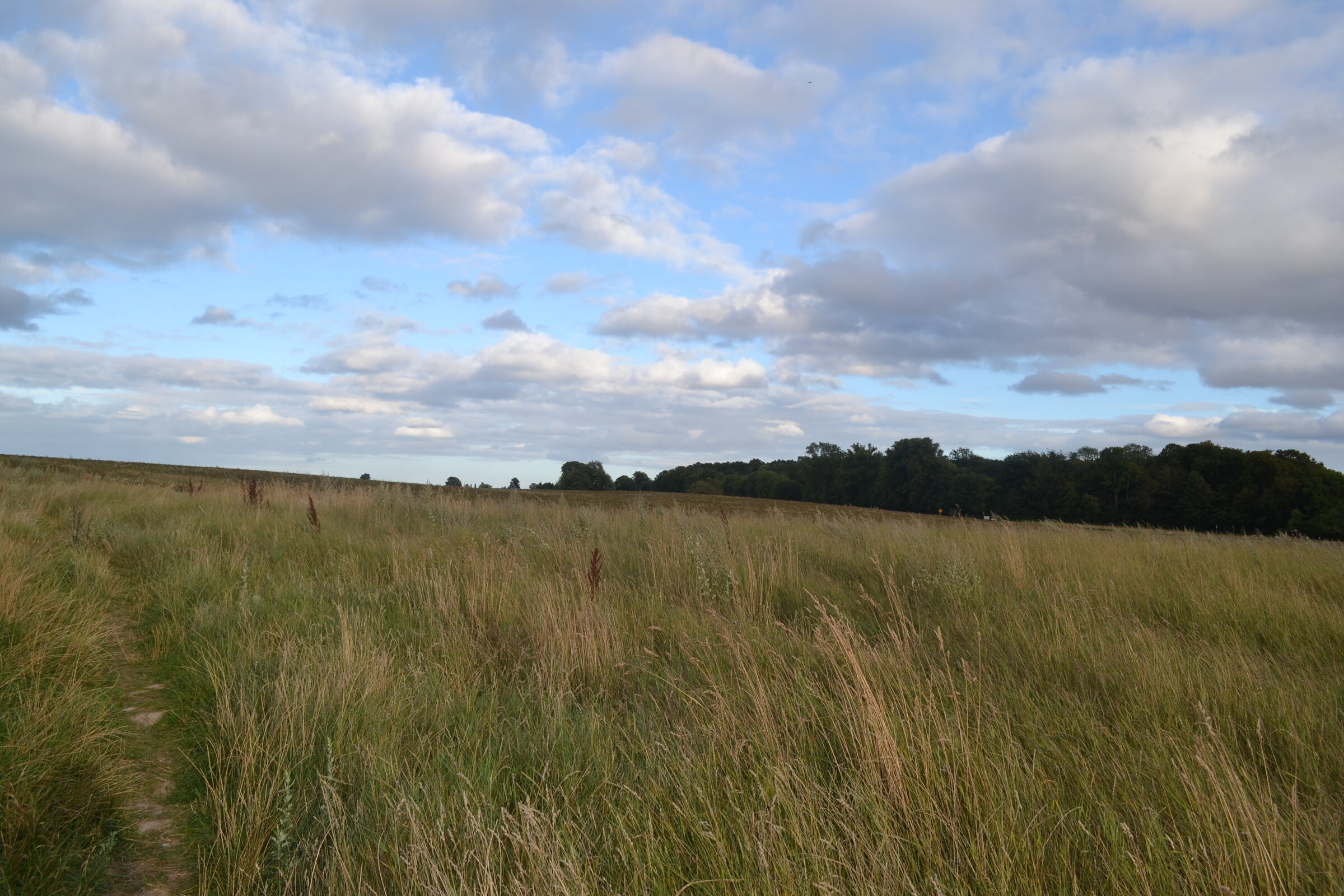 Grain field