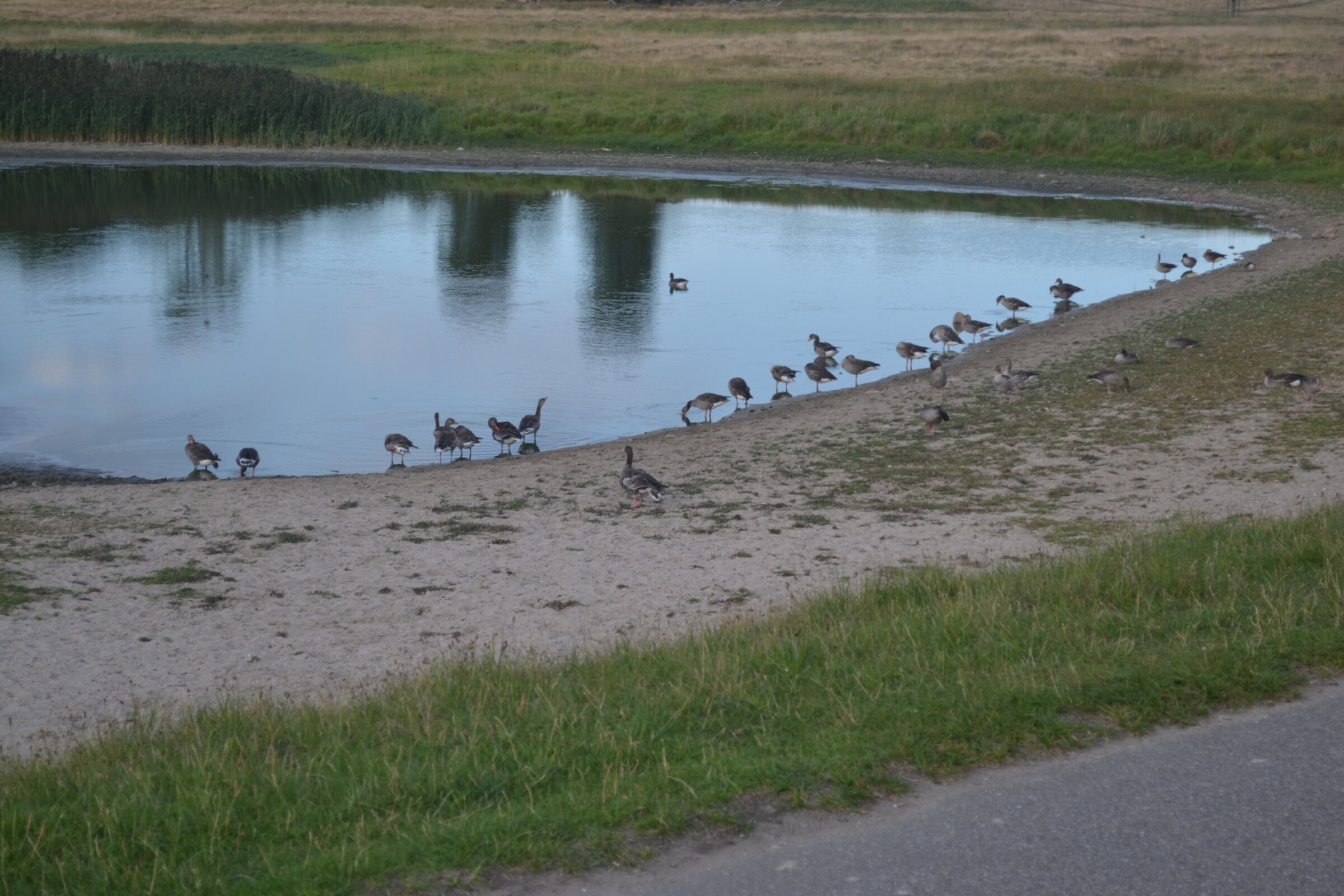 Geese on the pond