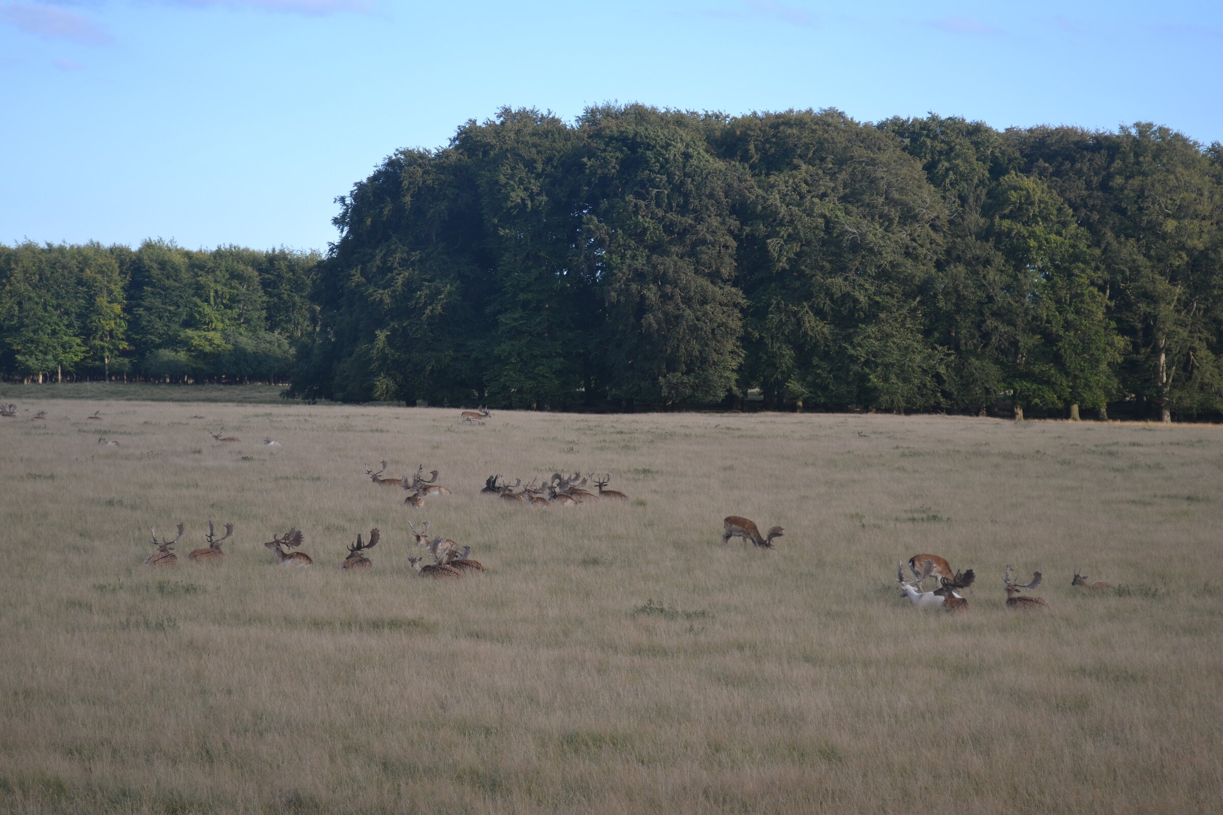 Deer, Dyrehaven