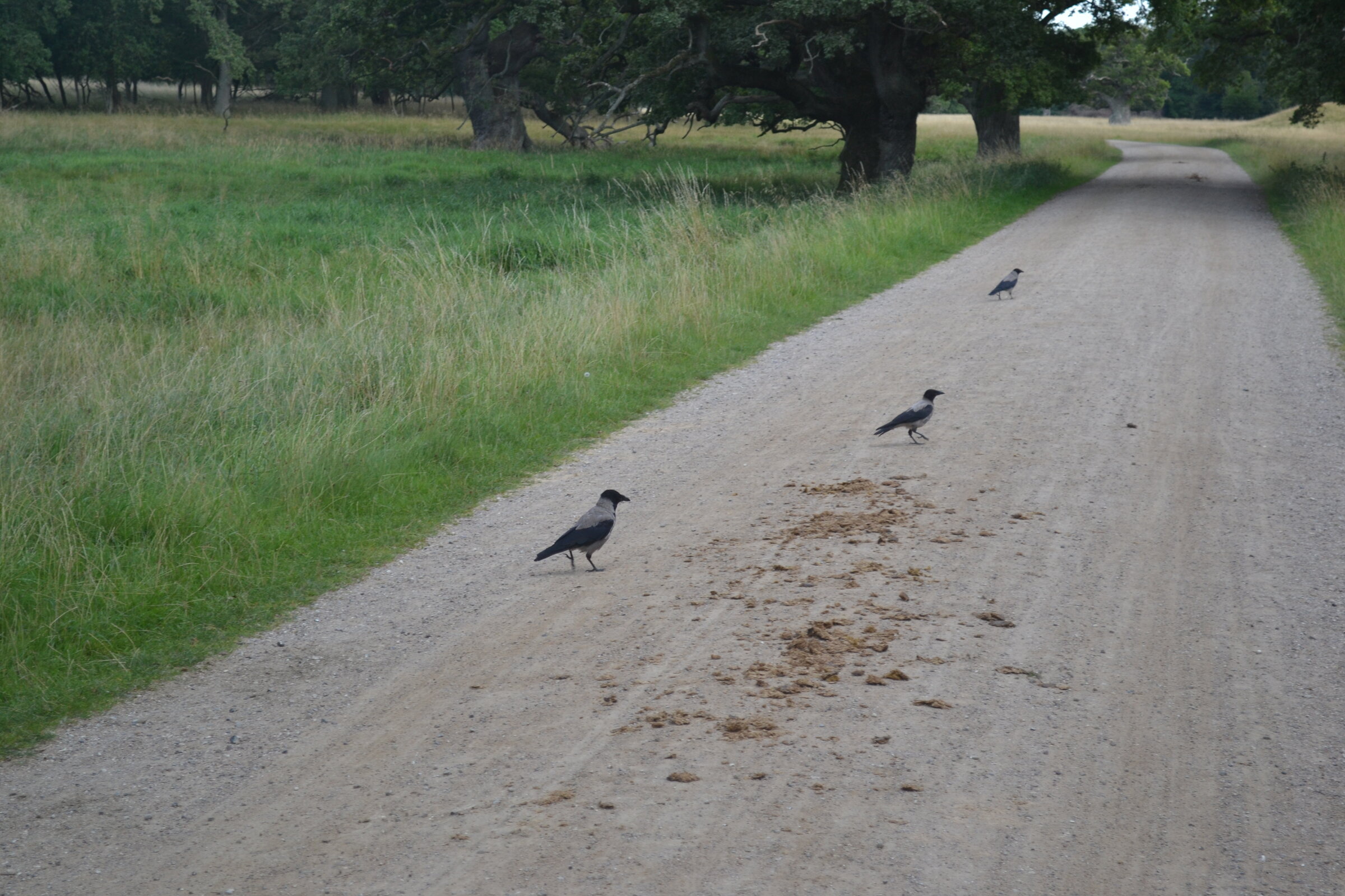 Crows on the path