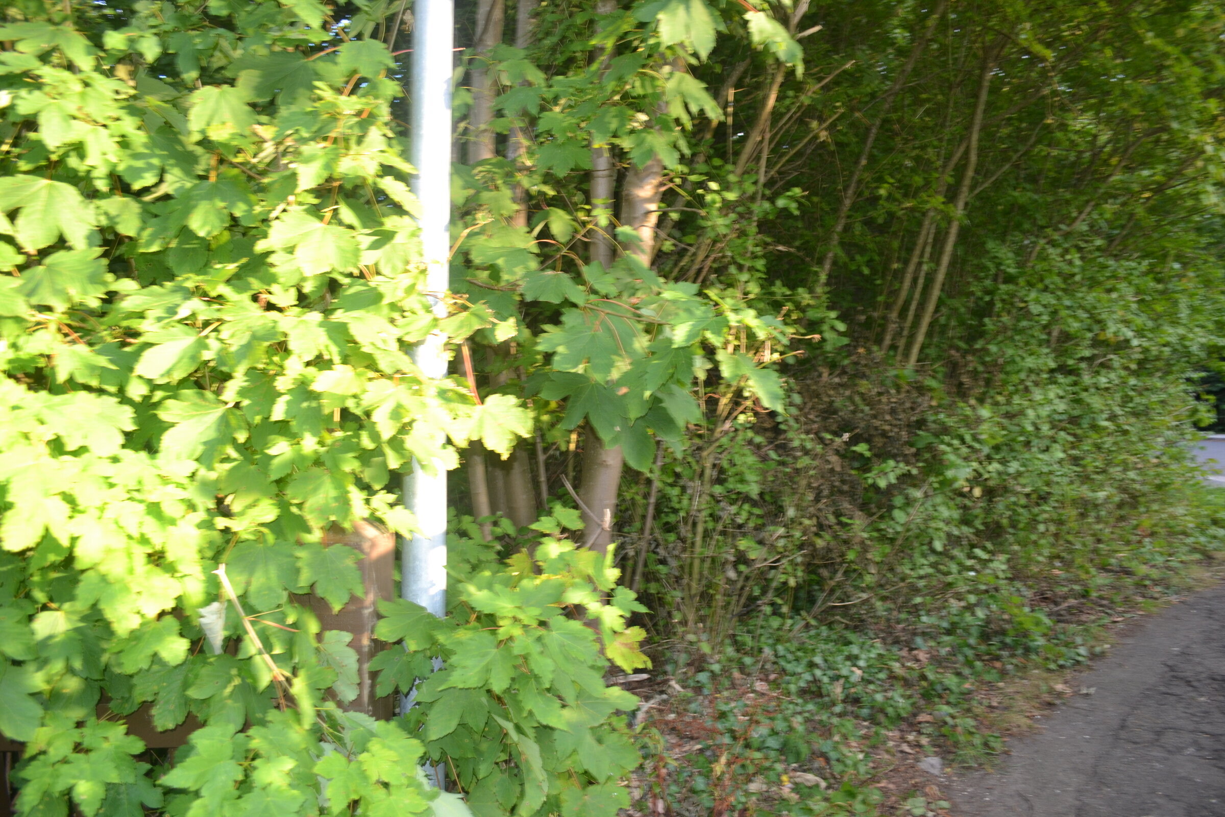 Undergrowth