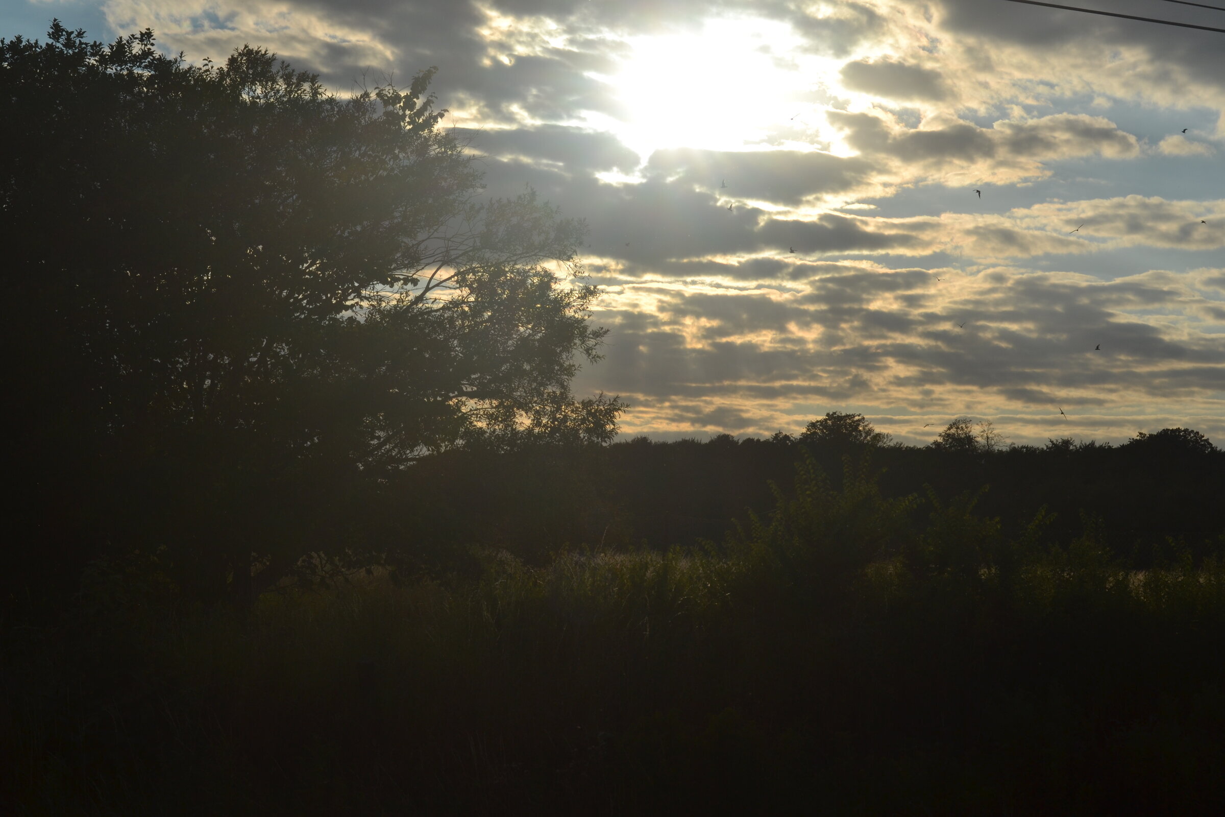 Sunset, Dyrehaven