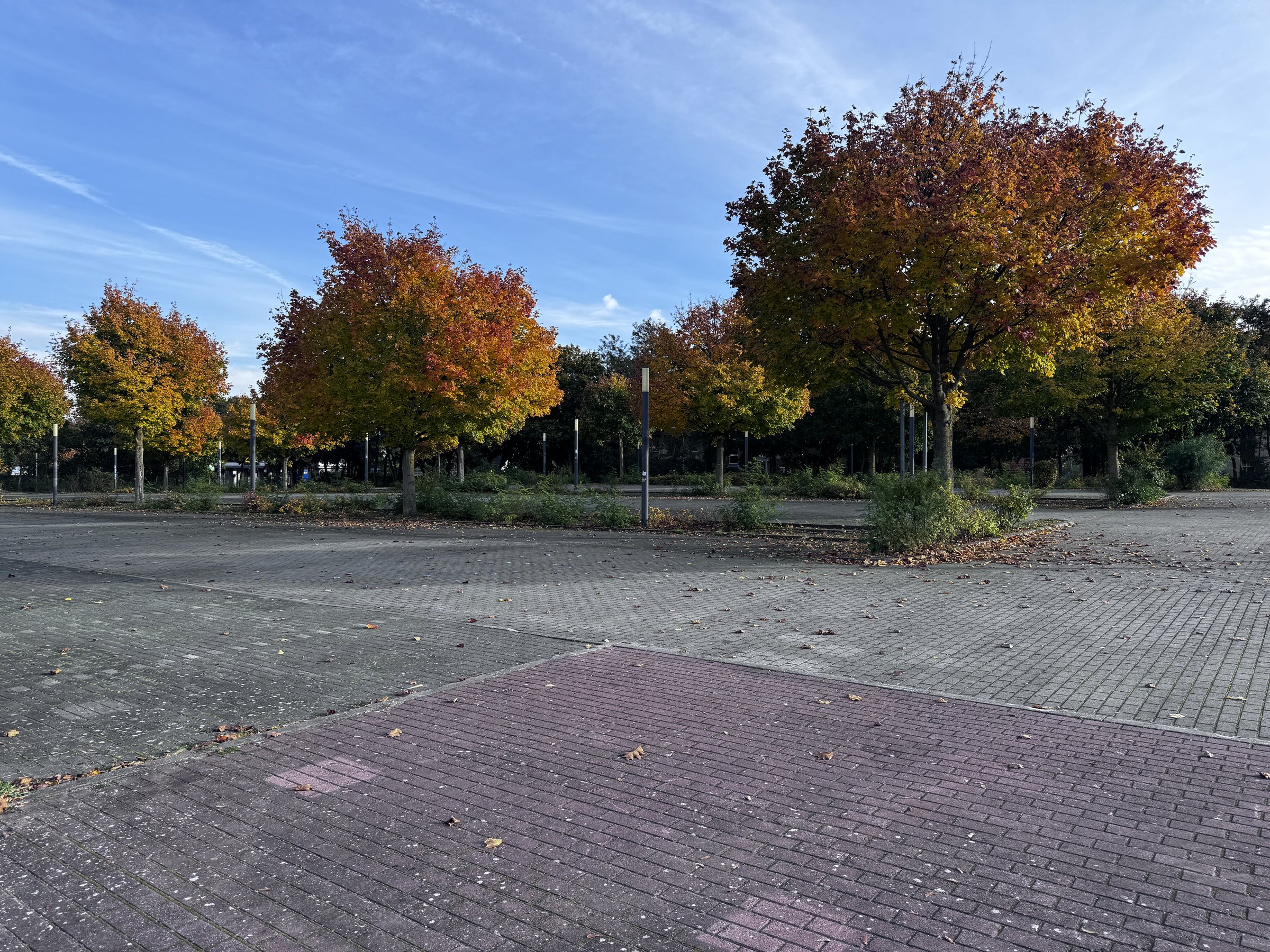 Herbstbäume