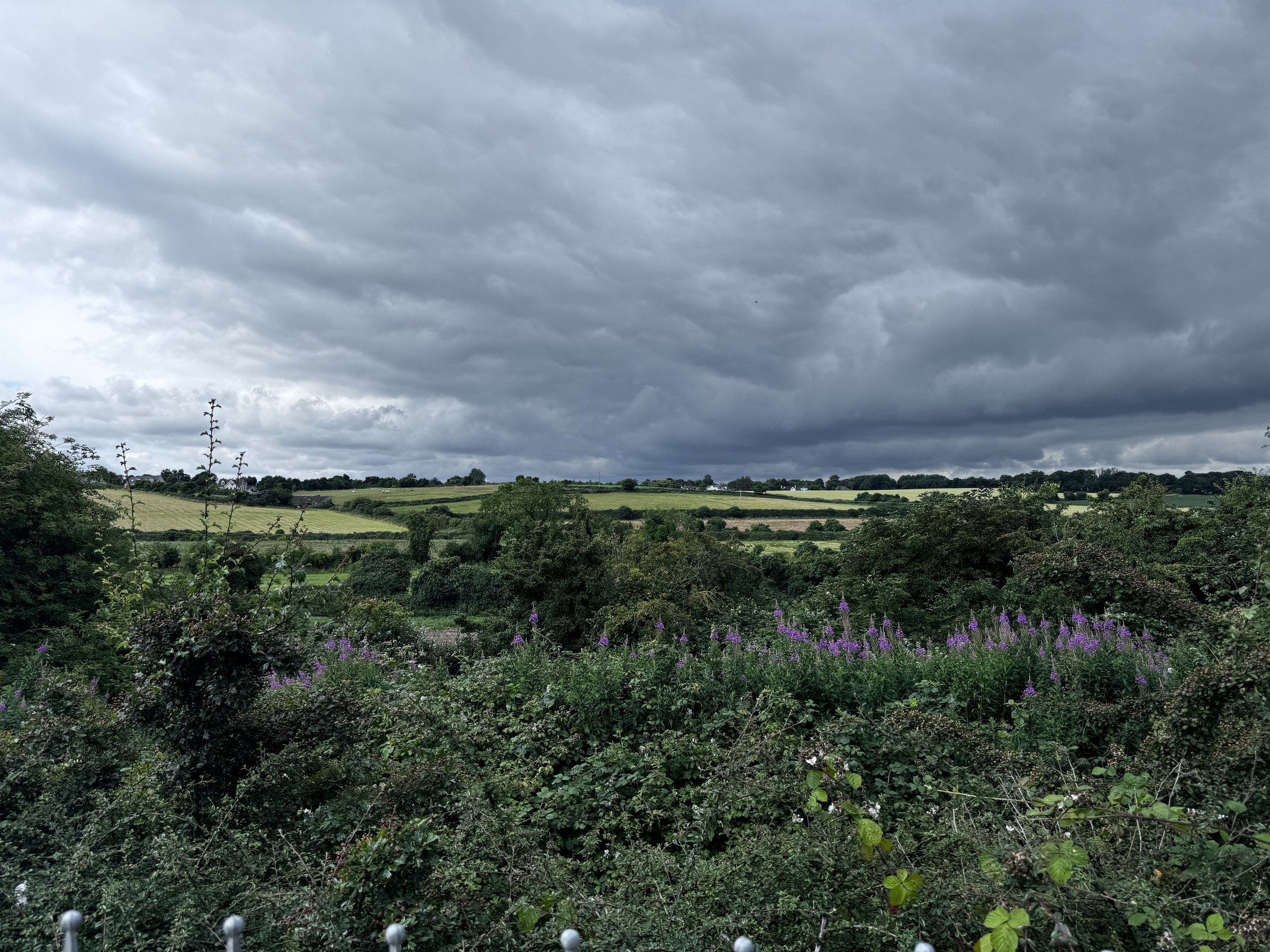 Hedgerow