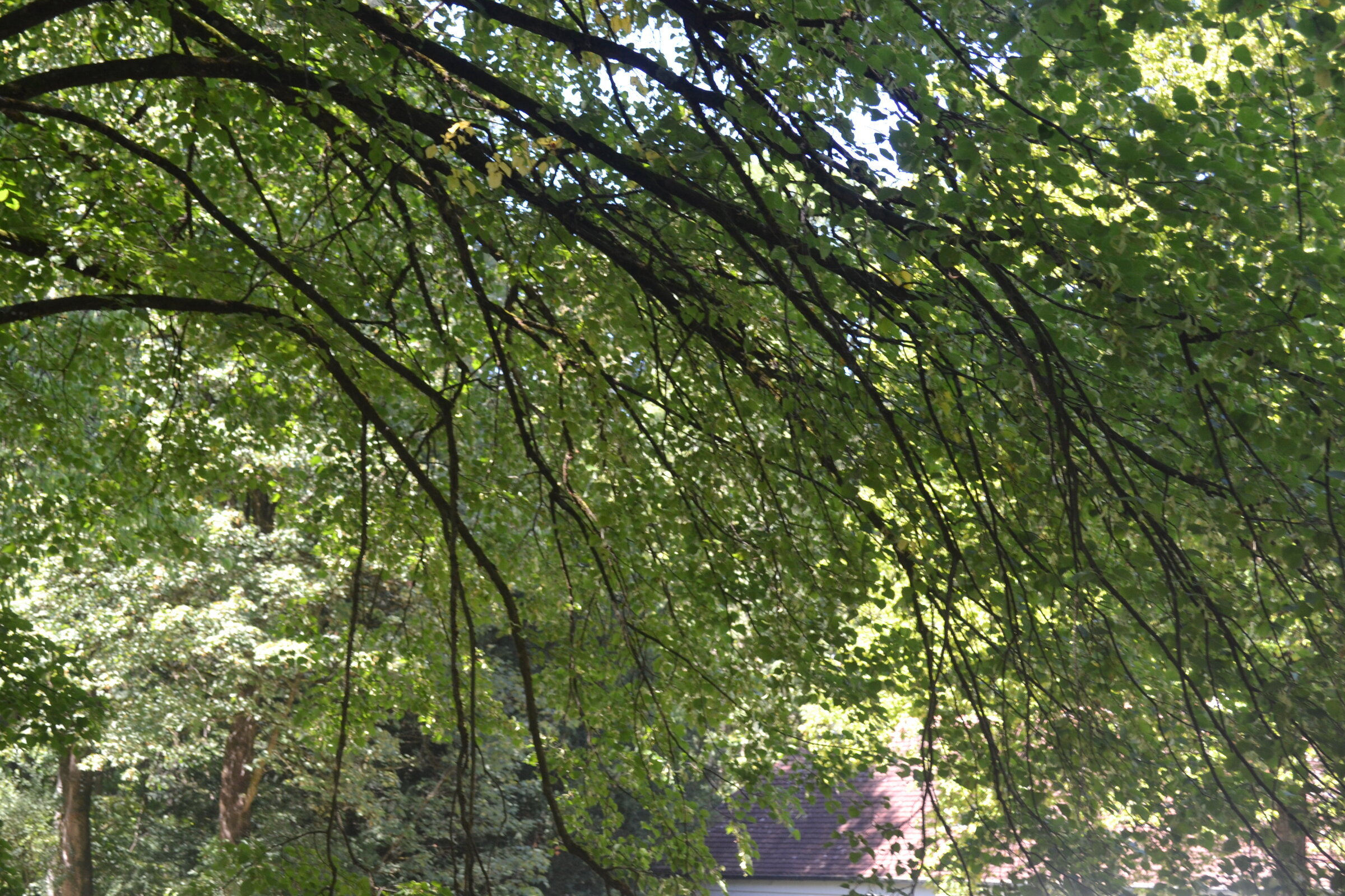 Schlosspark Nymphenburg
